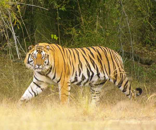 Khajuraho With Tiger Tour