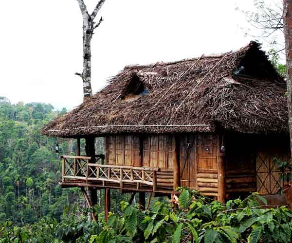 Treehouse Stay with Kerala
