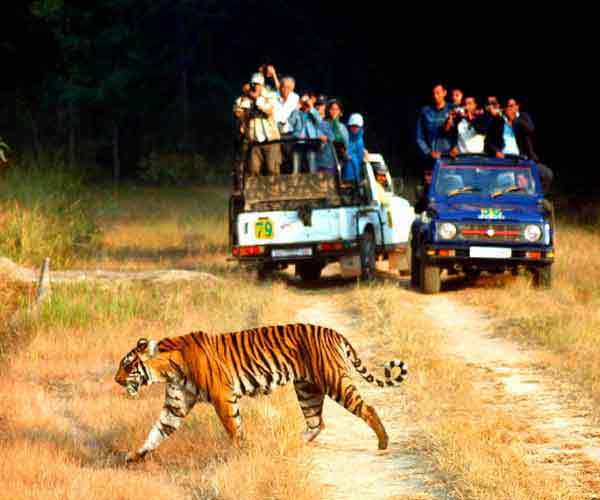 Wildlife Holiday India